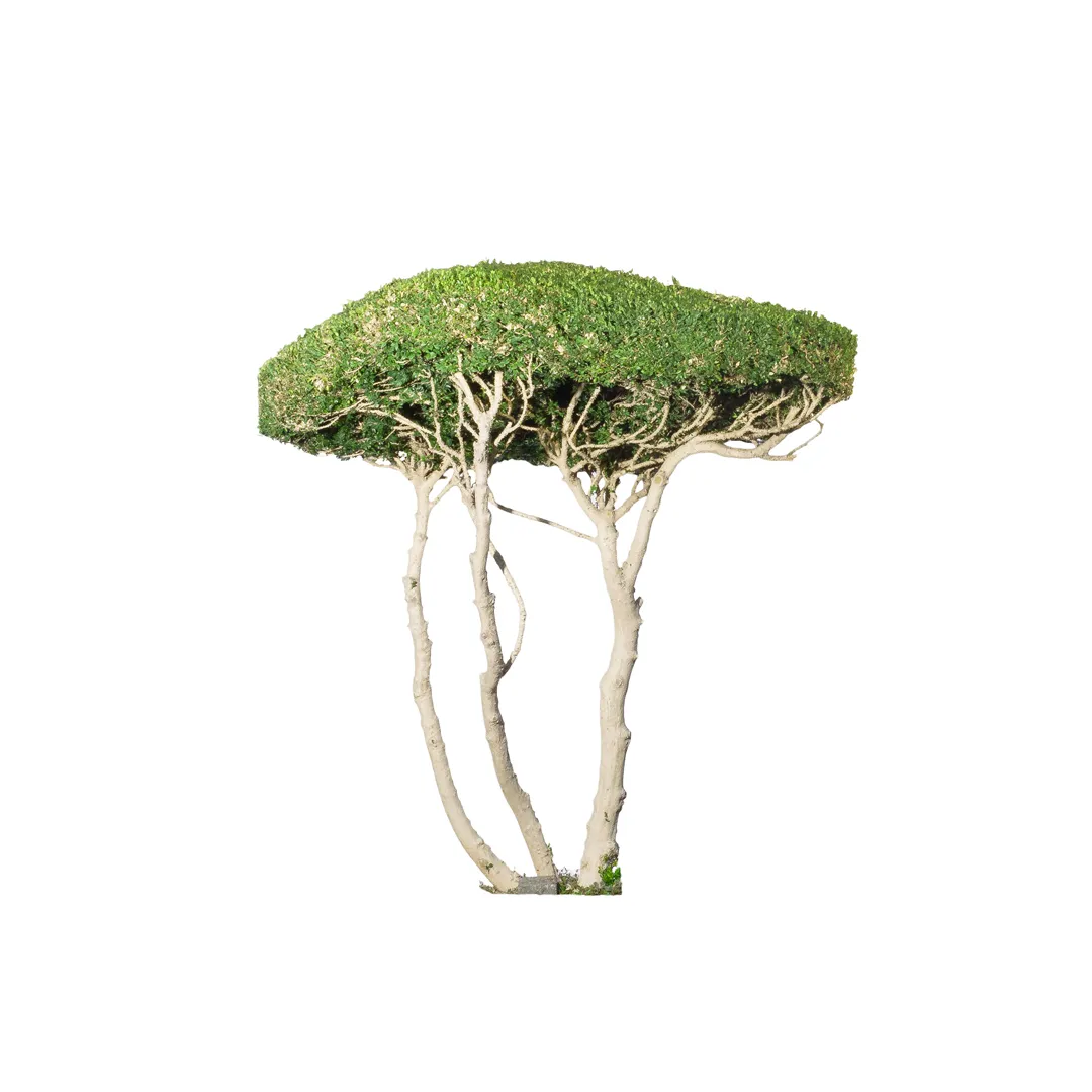 Buxus Sempervirens, photo 1