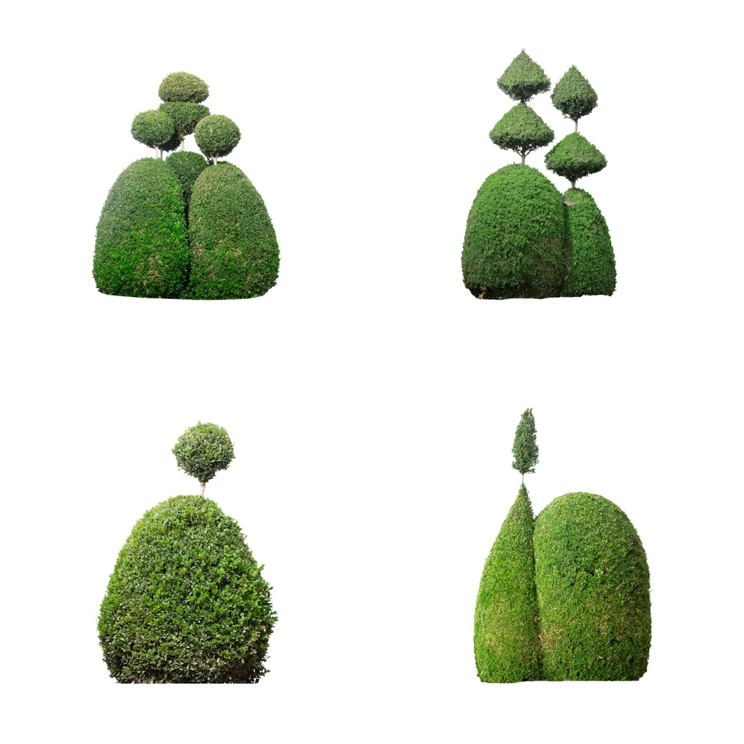 Buxus Sempervirens, photo 2