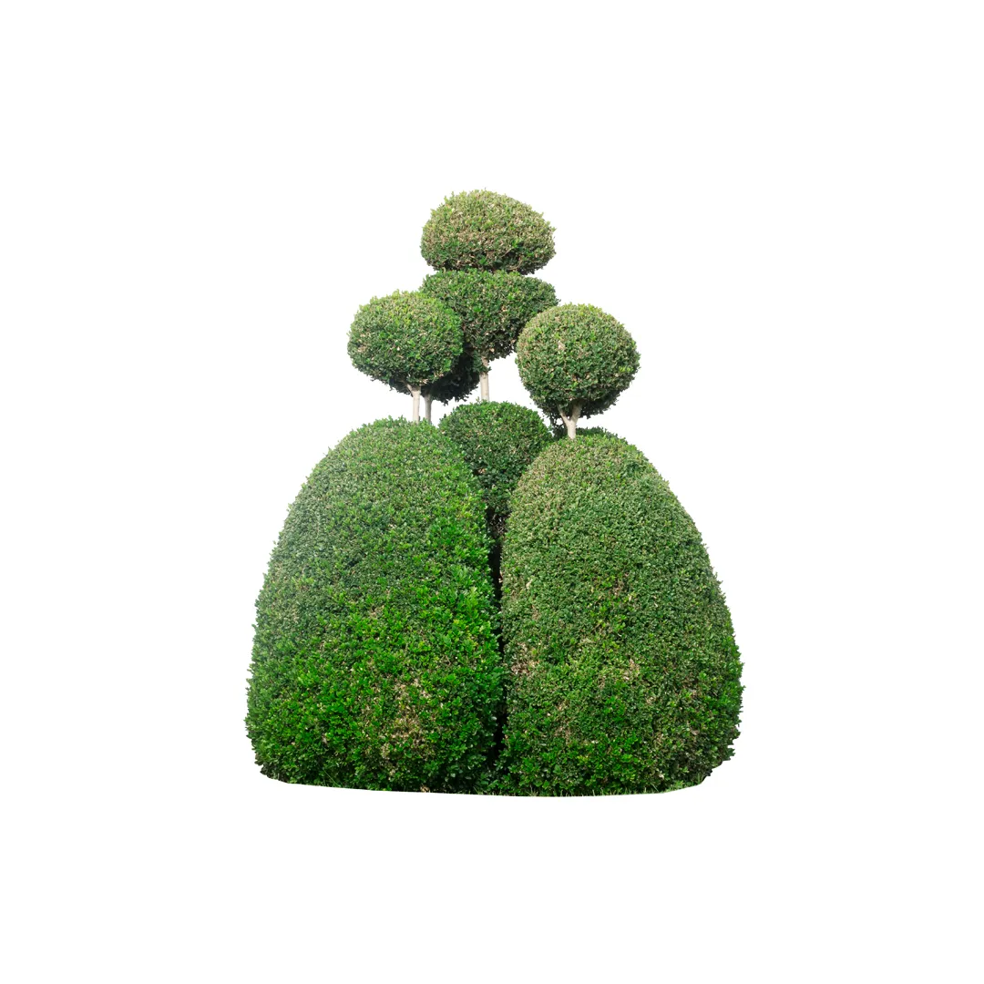 Buxus Sempervirens, photo 3