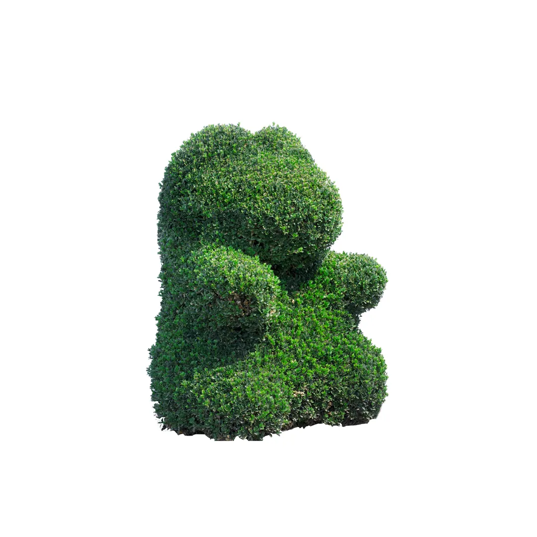 Buxus Sempervirens, photo 4
