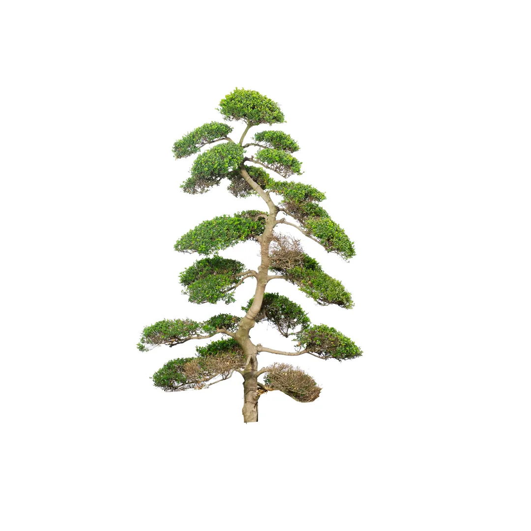Buxus Sempervirens, photo 5