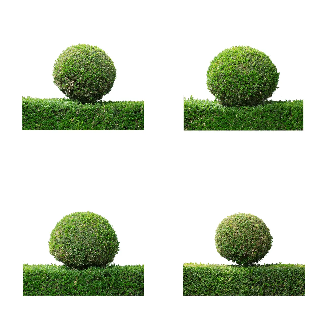 Buxus Sempervirens, photo 6