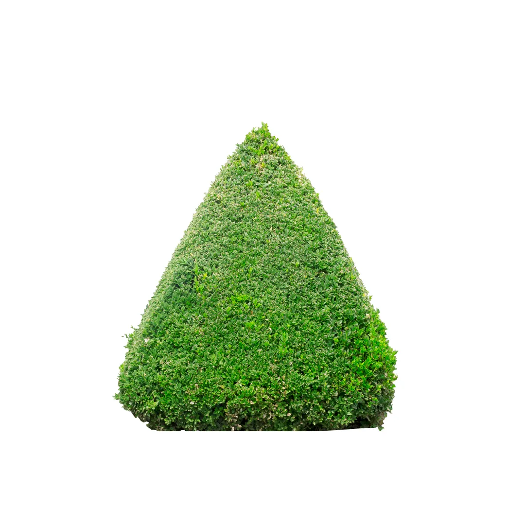 Buxus Sempervirens, photo 7
