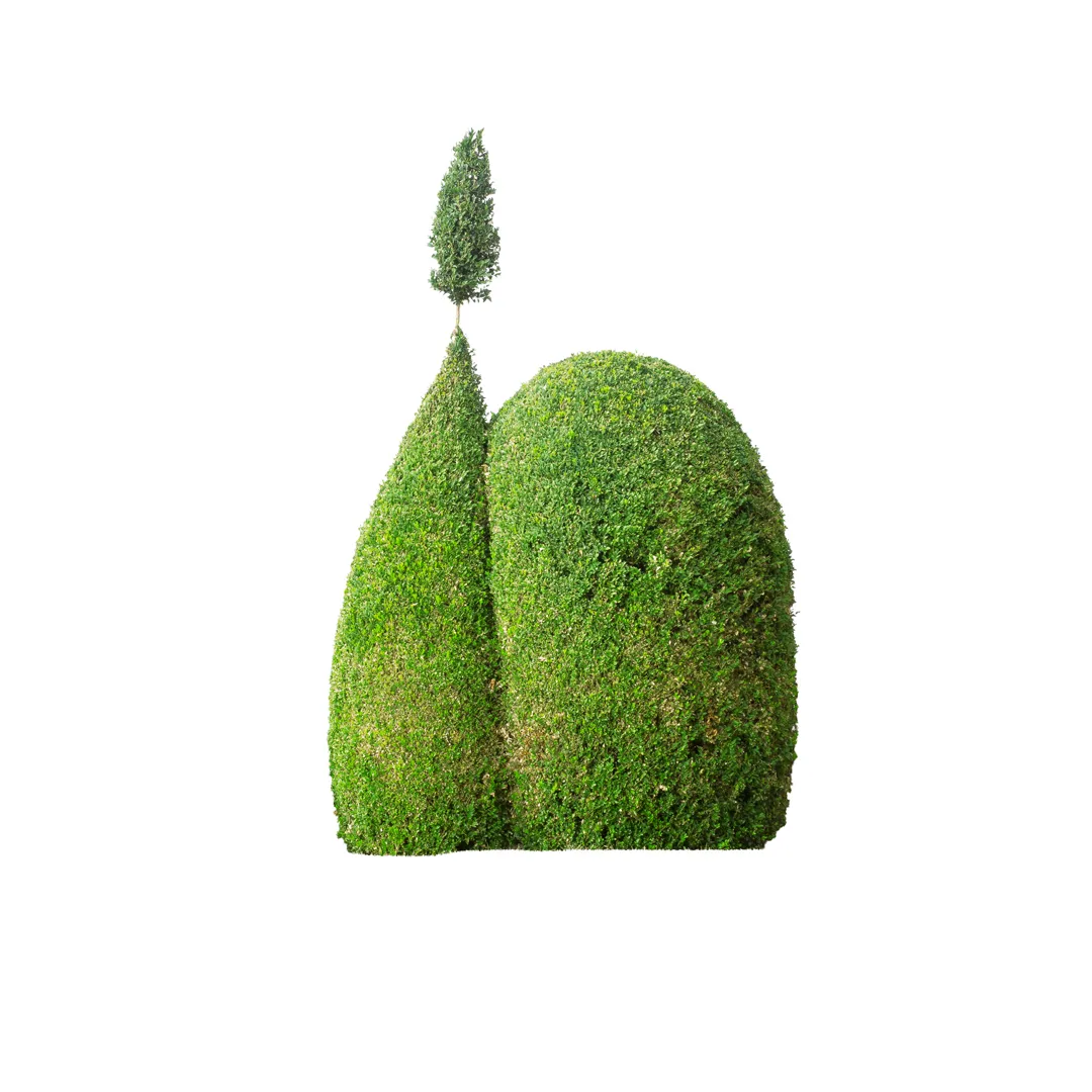 Buxus Sempervirens, photo 8