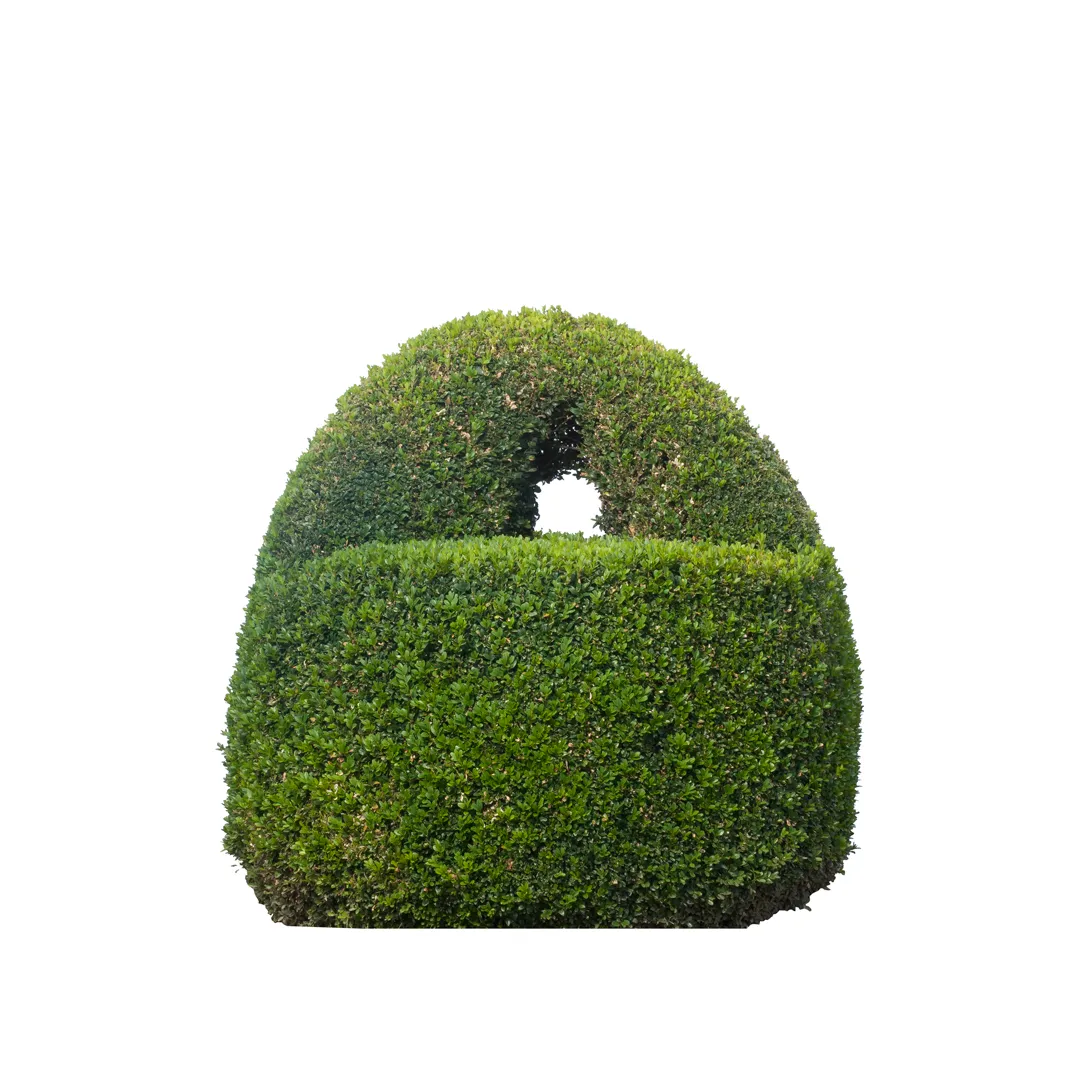 Buxus Sempervirens, photo 9