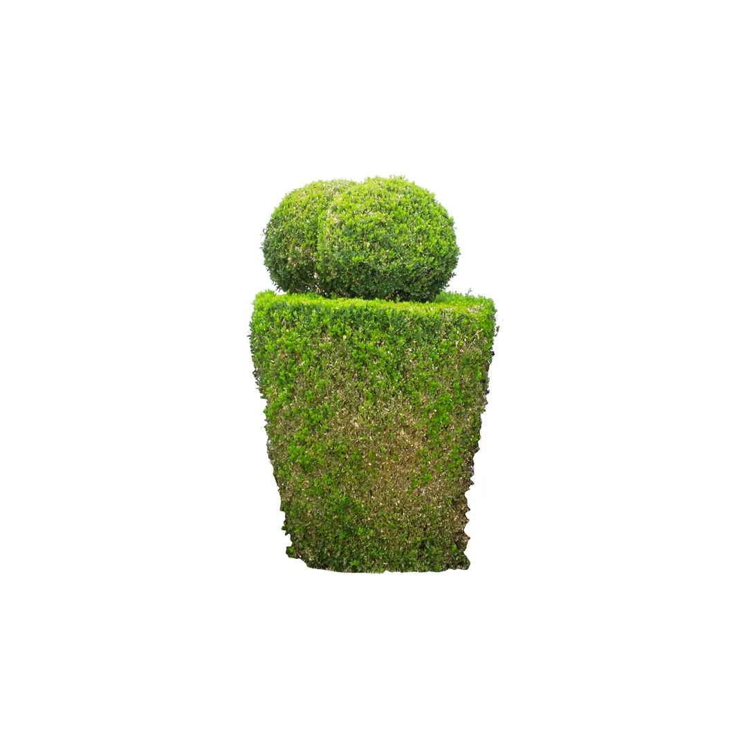 Buxus Sempervirens, photo 10