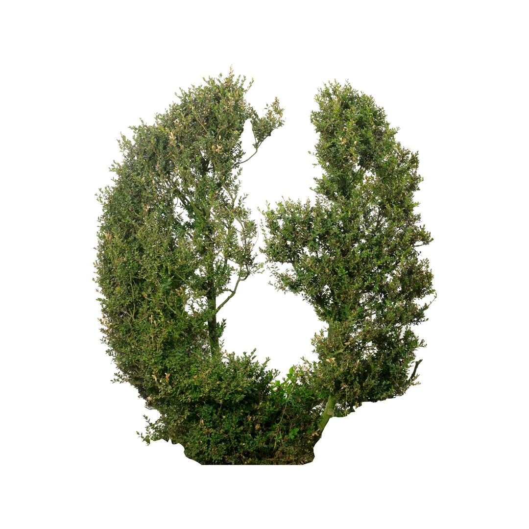 Buxus Sempervirens, photo 11