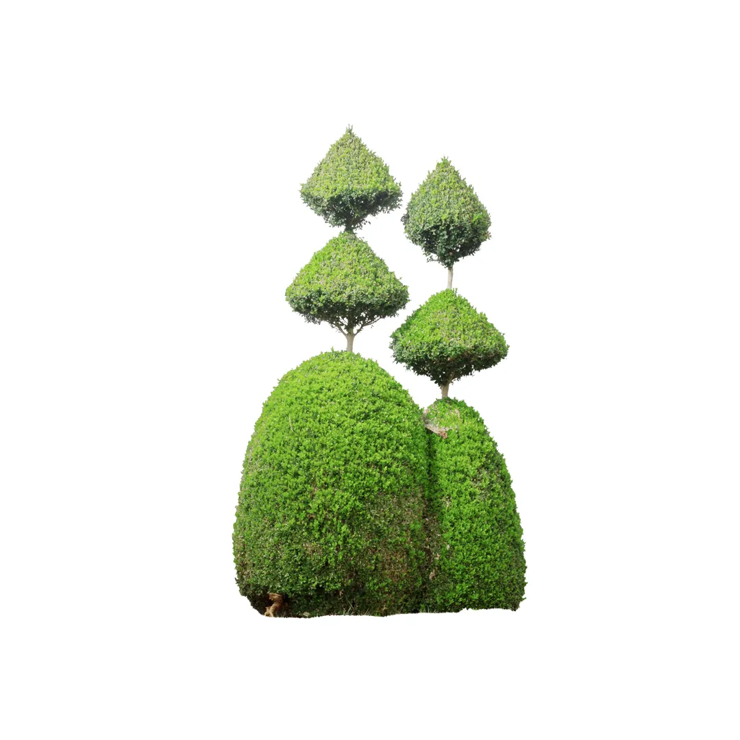 Buxus Sempervirens, photo 12